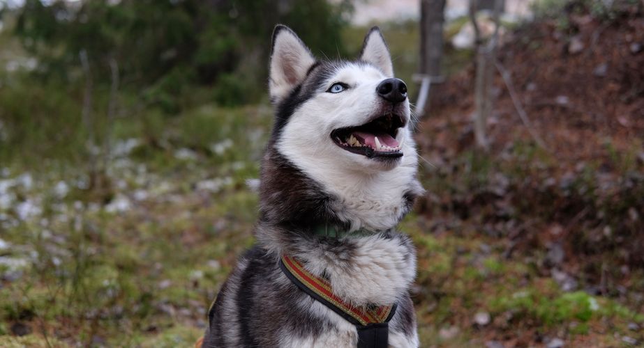 Hondje groepsreizen Lapland